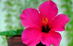 Розовый яркий цветок гибискуса крупным планом