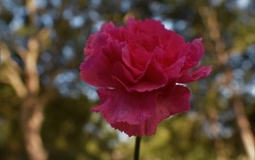 Розовая гвоздика крупным планом