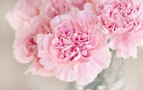 Pink carnations close up