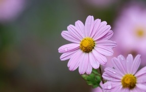 Розовые ромашковидные хризантемы крупным планом