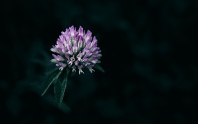 Розовый цветок клевера крупным планом