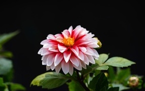 Розовый цветок георгина на черном фоне