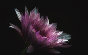 Розовый цветок георгина на черном фоне