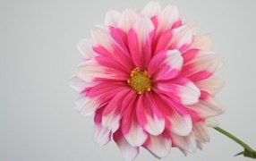 Розовый цветок георгина на сером фоне