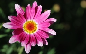 Pink daisy chrysanthemum flower close up