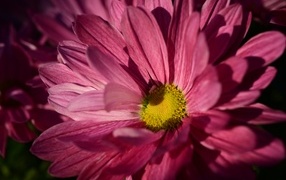 Розовая ромашковидная хризантема с желтой серединкой