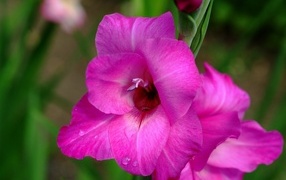 Розовый нежный цветок гладиолуса