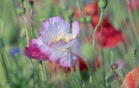 Розовый нежный цветок мака на поле крупным планом