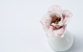 Розовый цветок эустомы в вазе на сером фоне