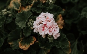 Розовые цветы комнатной герани