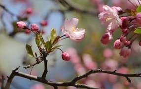 Розовые цветы на ожившем весеннем дереве