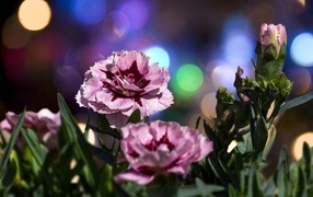 Розовые садовые гвоздики в лучах солнца