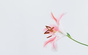 Розовая садовая лилия на сером фоне