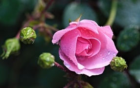 Розовая садовая роза с бутонами в каплях воды