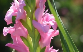 Розовые гладиолусы  с зелеными листьями крупным планом