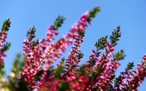 Розовый вереск на фоне голубого неба