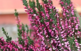 Розовые цветы вереска крупным планом