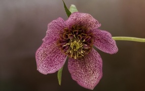 Розовый цветок морозника крупным планом