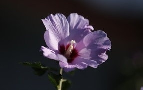 Розовый цветок гибискуса крупным планом