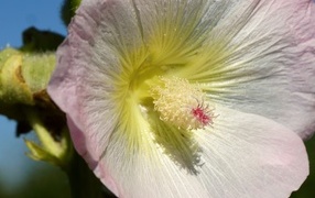 Розовый цветок гибискуса крупным планом