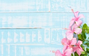 Розовые цветы гибискуса на голубом фоне