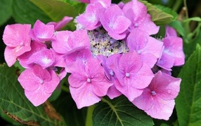 Цветы розовой гортензии распускаются в саду