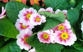 Розовый комнатный цветок примула с зелеными листьями