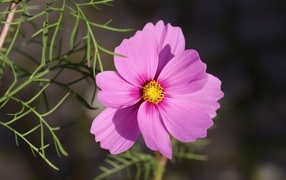 Розовый цветок космея крупным планом