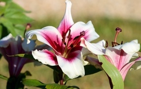 Pink lilies in the garden in the sun
