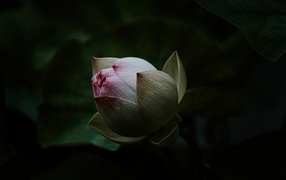 Бутон розового цветка лотоса крупным планом