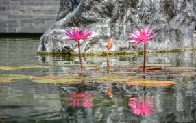 Pink lotus flowers reflected in water