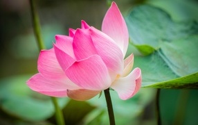 Pink lotus with green leaves