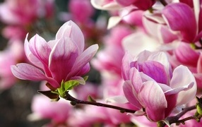 Розовые цветы  магнолии на ветке