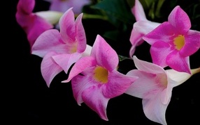 Розовые цветы мандевилла на черном фоне