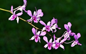 Розовые цветы орхидеи на ветке крупным планом