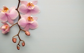Розовые цветы орхидеи с бутонами на сером фоне