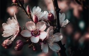 Розовые цветы персика на ветке весной