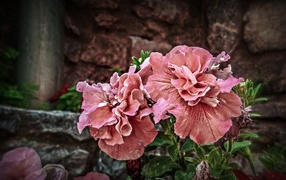 Розовые цветы петунии