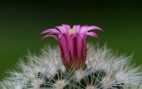 Розовый цветок колючего кактуса крупным планом