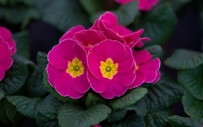 Розовый цветок примулы в горшке