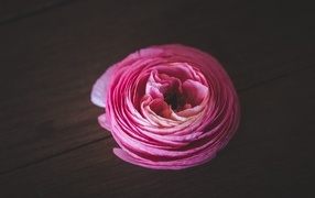 Розовый цветок лютика на деревянном столе