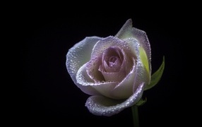 Розовый цветок розы в каплях  росы на черном фоне