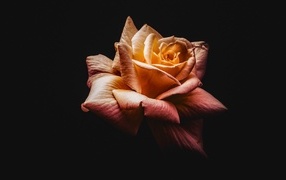 Розовый цветок розы на черном фоне