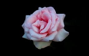 Розовая роза в каплях на черном фоне