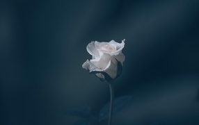 Розовая роза на сером фоне