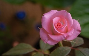 Розовая роза с нежными лепестками