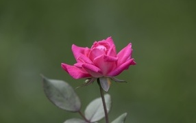 Розовая роза с зелеными листьями крупным планом