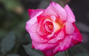 Розовая роза с крупным цветком в каплях росы