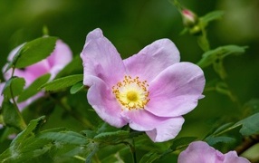 Розовые цветы шиповника крупным планом