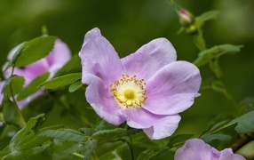 Розовые цветы шиповника с зелеными листьями